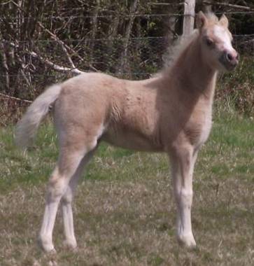 Partbred Riding pony Foal For Sale - To make 12.2hh 
