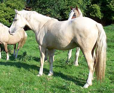 Shailer Golden Dream