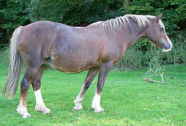 Beechland Myfanwy