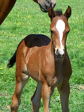 Riding Pony Filly
