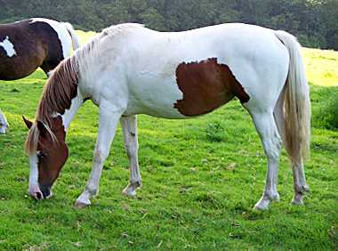 Centaurus Donner Dolly