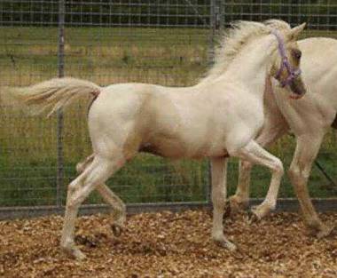 2013 Lemon and white colt