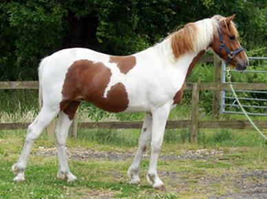 Coloured Colt
