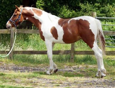 Coloured Colt