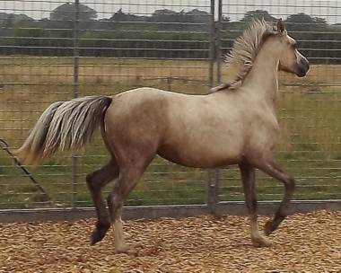 Partbred Filly Foal