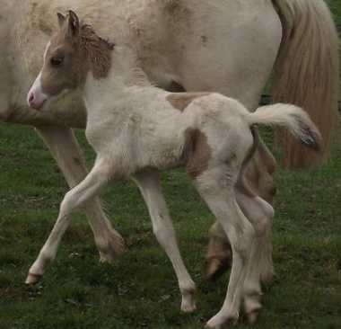 Dun/White Colt