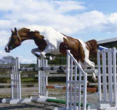 Hollyland O'donovan
