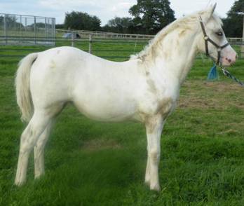 Partbred Filly Foal
