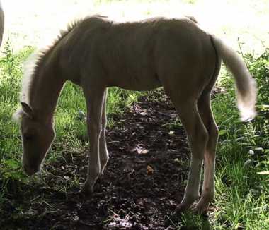 Golden Palomino Colt