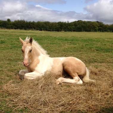 Lemon and white partbred filly