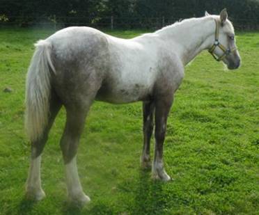 Sec D 2012 Filly Foal