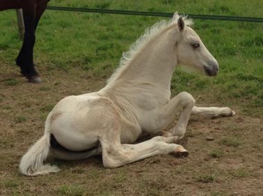 Pali colt partbred