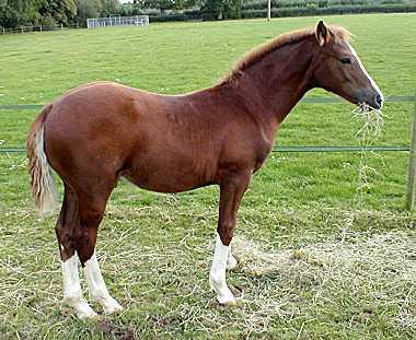 Hollyland O'donovan Progeny