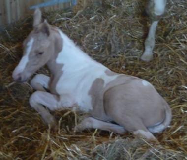 Hollyland O'donovan Progeny