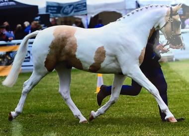 Rhencullen Vanilla Ice Progeny