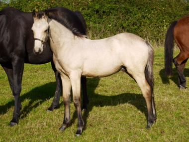 Rhencullen Vanilla Ice Progeny