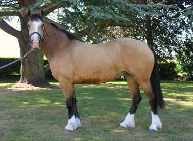 Rhencullen Vanilla Ice Progeny