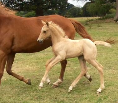Rhencullen Vanilla Ice Progeny