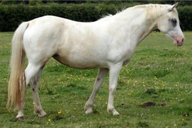 Rhencullen Vanilla Ice Progeny