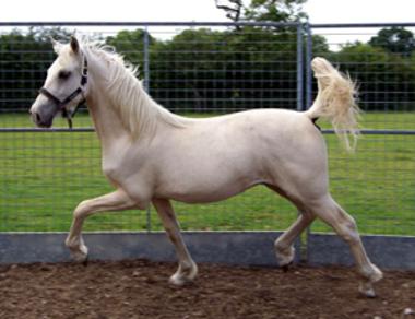 Rhencullen Vanilla Ice Progeny