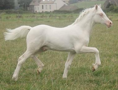 Rhencullen Vanilla Ice Progeny