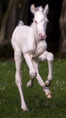 Rhencullen Vanilla Ice Progeny