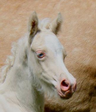 Rhencullen Vanilla Ice Progeny