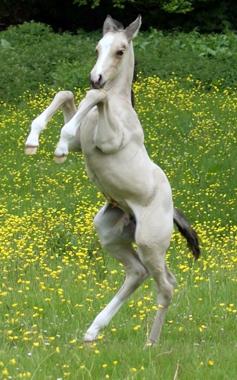 Rhencullen Vanilla Ice Progeny