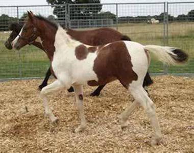 2013 Tri coloured filly