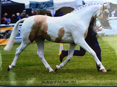 Southway Donner Dancer