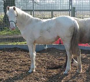 Spice Foal 2012